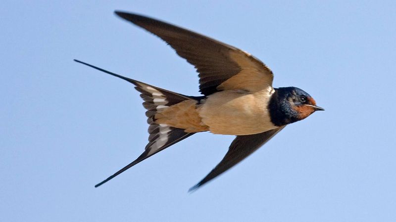 Barn Swallow - The Aerial Acrobat