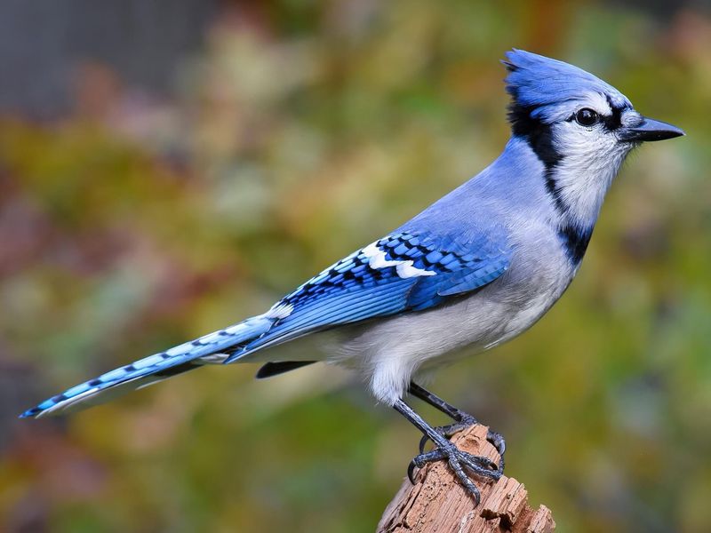 Blue Jay - The Noisy Neighborhood Watch