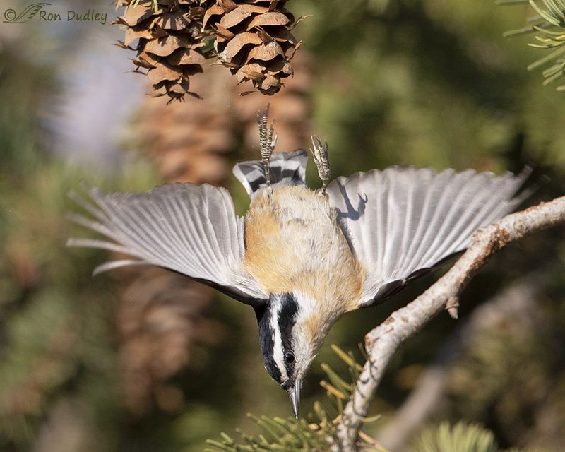 Nuthatch's Upside-Down Antics