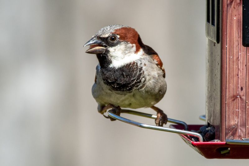 House Sparrows
