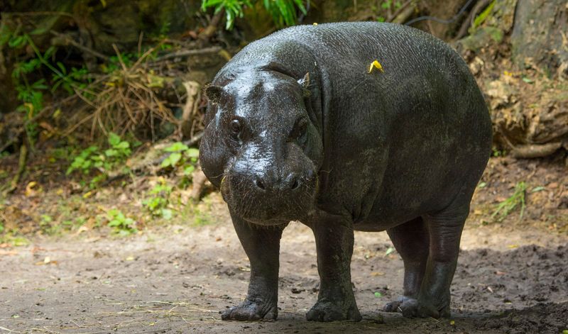 Pygmy Hippopotamus: Bathtub-Sized Behemoths