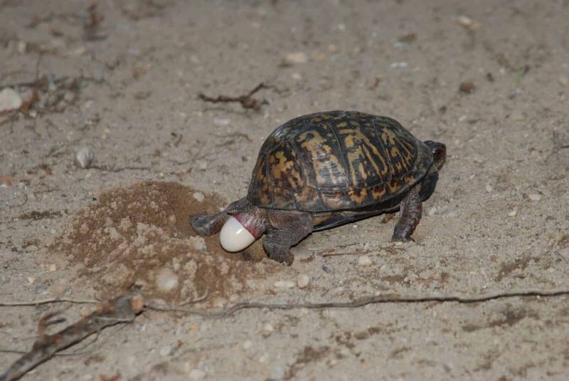 Reproduction And Nesting