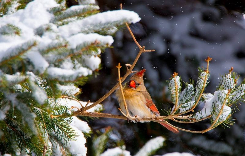 Winter Shelter Options