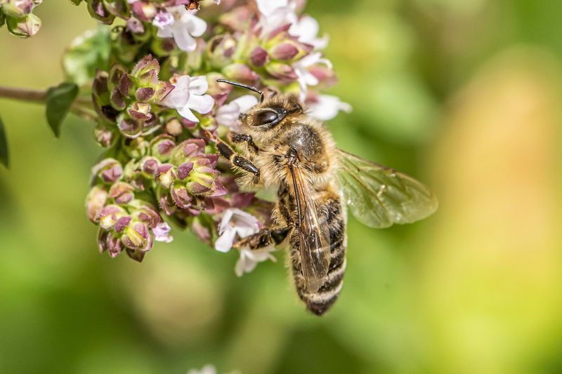 Grow Herbs For Pollinators