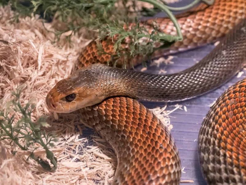 Coastal Taipan – The Lightning Attacker