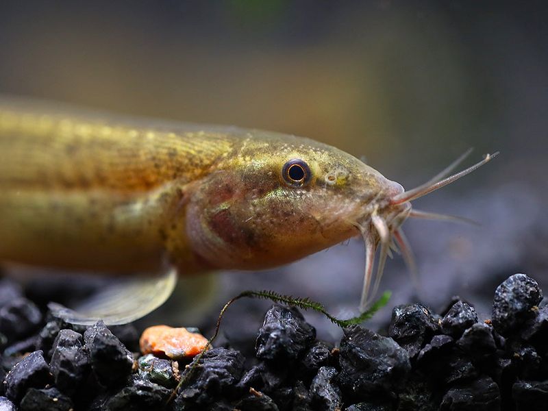 Solo Reproduction Creates Invasion Fast-Track