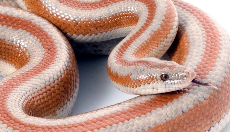 Rosy Boa – The Backwards Hunter