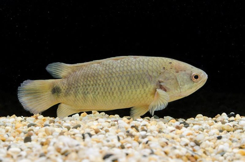 Climbing Perch