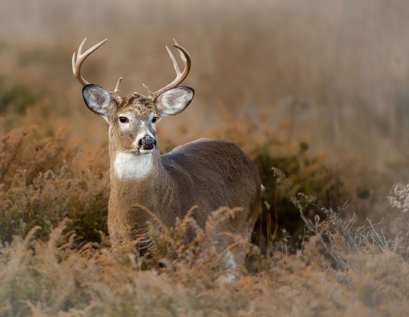 White-Tailed Deer: Flashing Warning Signals
