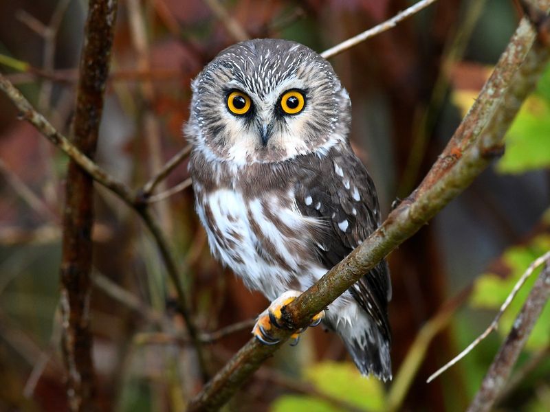 Northern Saw-Whet Owls