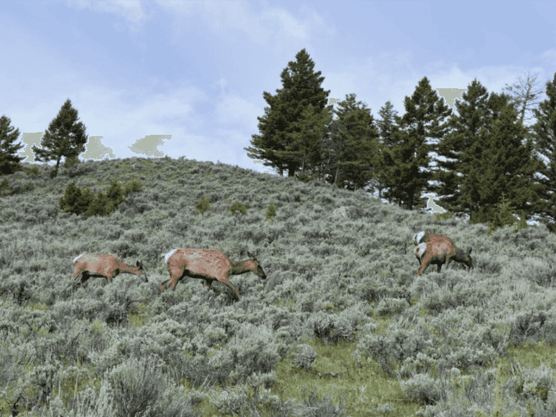 Habitat Preferences