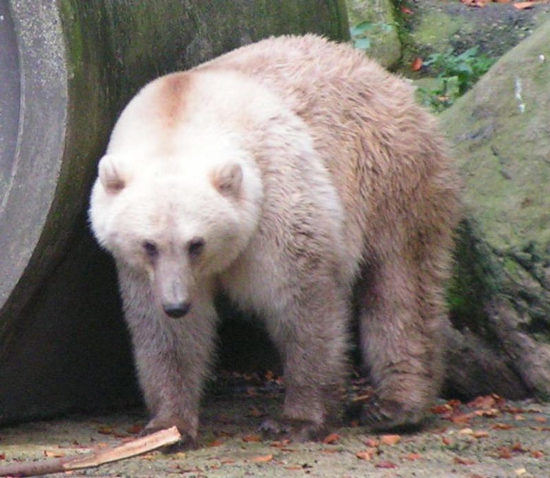 Grolar Bear (Grizzly Bear + Polar Bear)