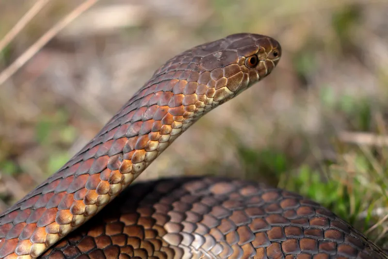 Lowland Copperhead