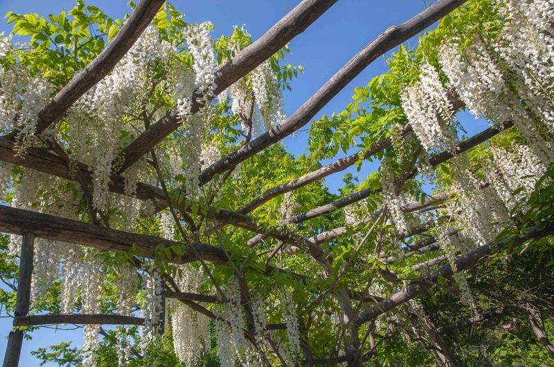 Hanging From Garden Arbors