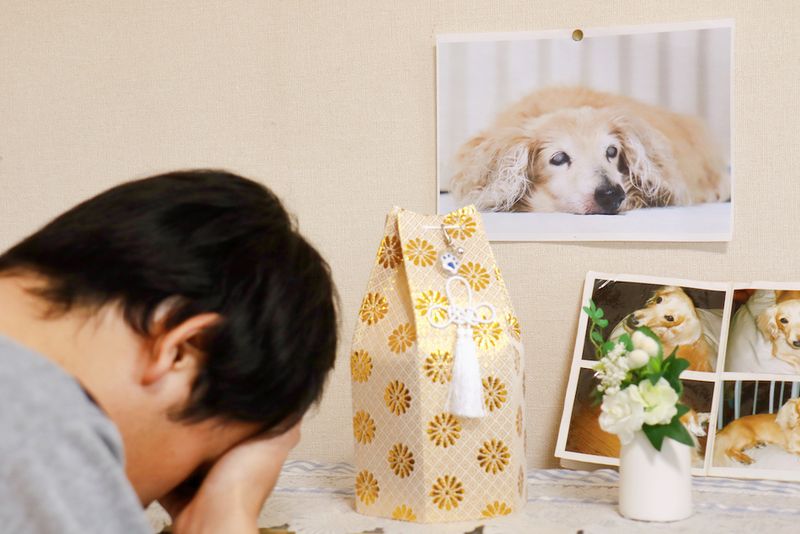 Relocation Leaves Pets Behind