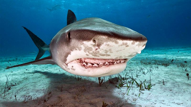 Powerful Jaws Deliver One Of The Strongest Bites