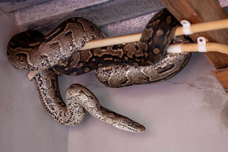Snakes Inside Your Home