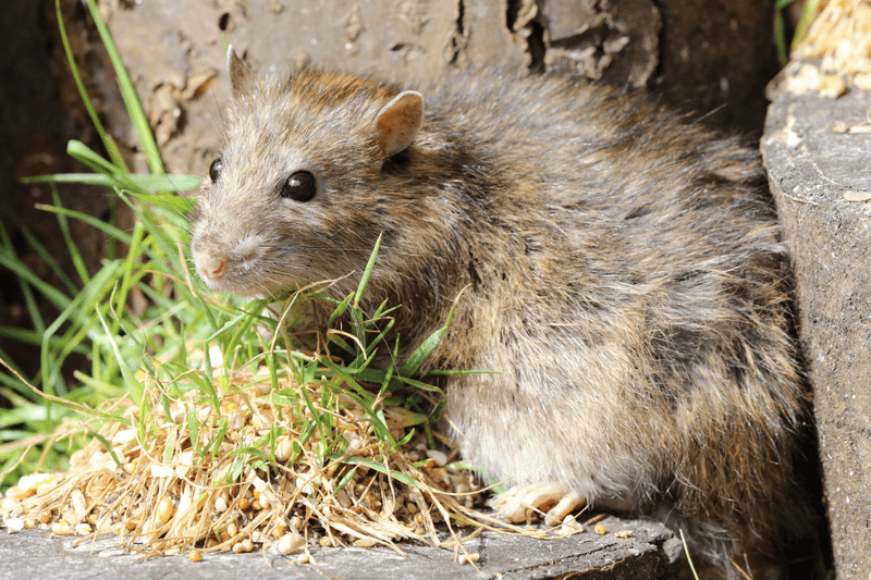 Notorious Nibbler: Norway Rat