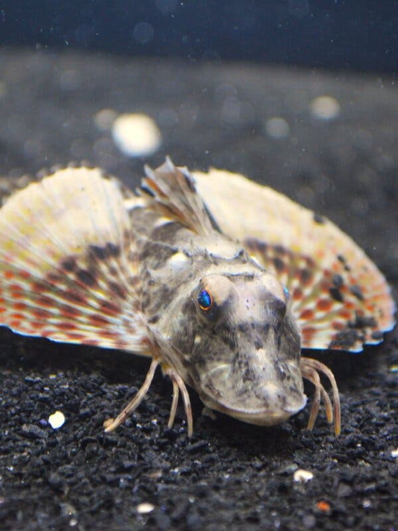 Evolutionary Wonder Story