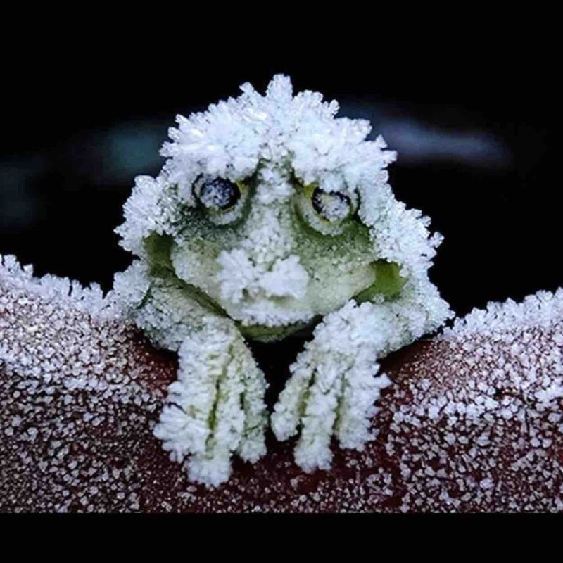 Wood Frogs: The Frogsicles