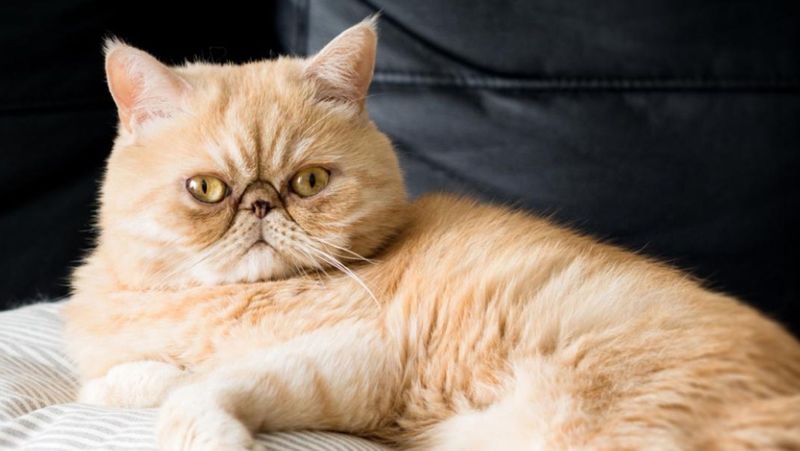 Exotic Shorthair - Flat-Faced Fragility