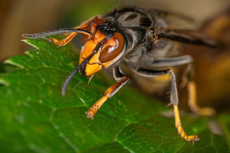 What's Next: Ongoing Vigilance Against Reintroduction Of Murder Hornets