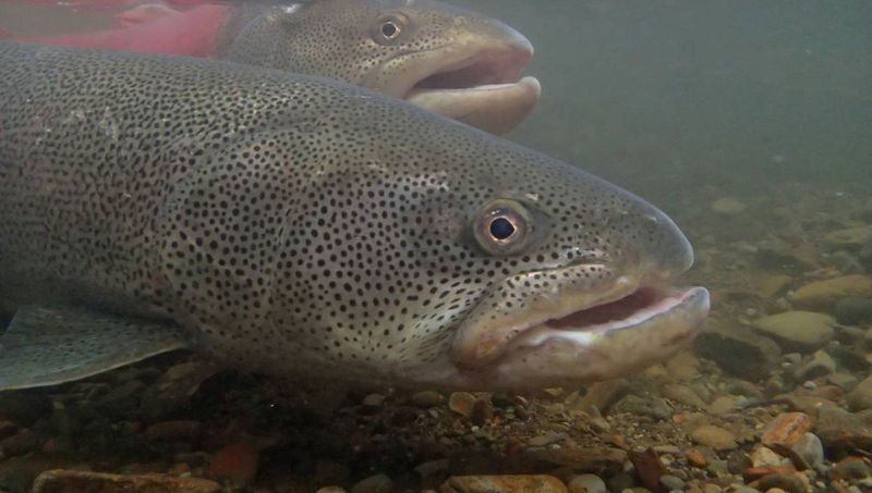 Taimen: Mongolia's River Wolf