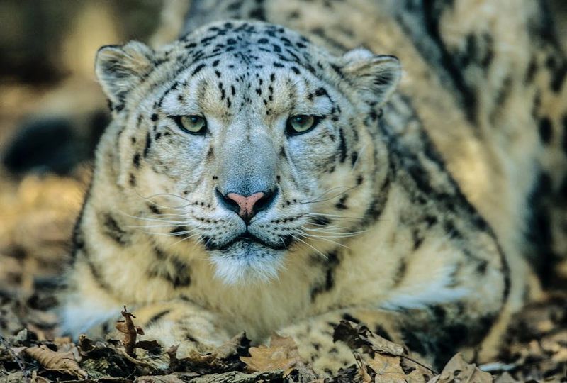 Phantom Predator: The Snow Leopard