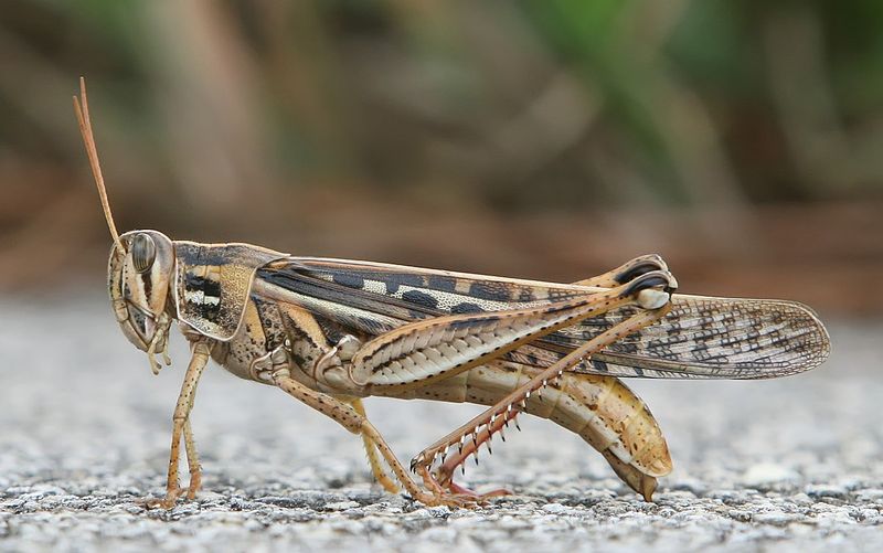Occasional Insects