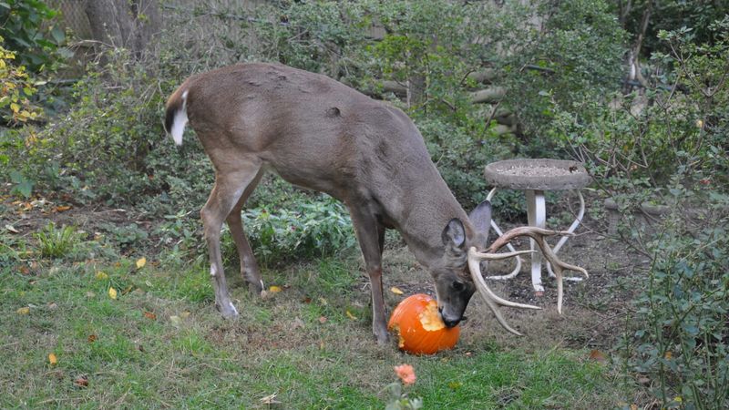 Pumpkins And Squash