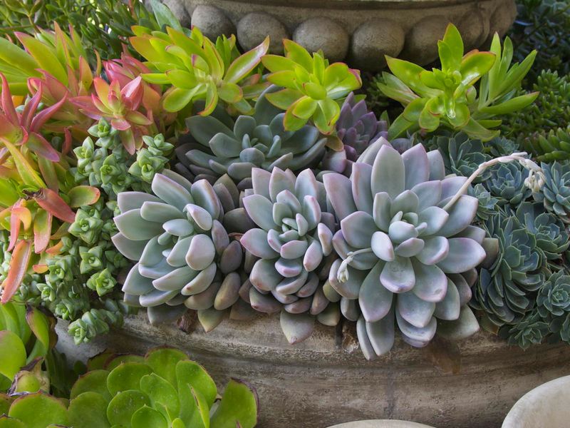 Water Sources: Plants As Hydration