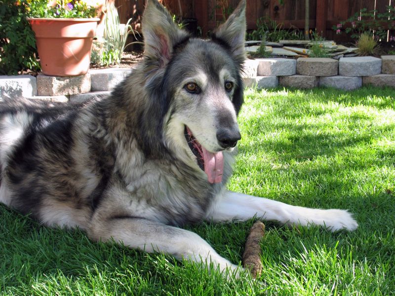 Wolf-Dog Hybrids Create Management Challenges