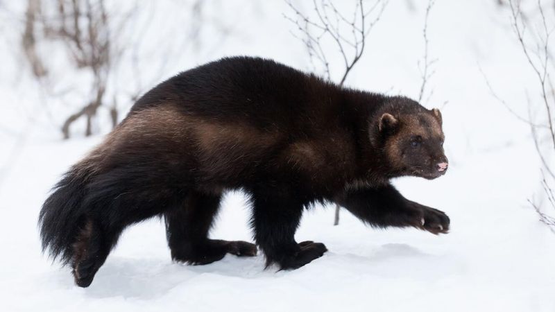 Wolverines Defy Mountain Extremes