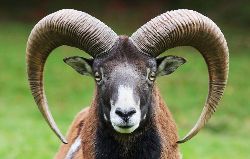 Rams