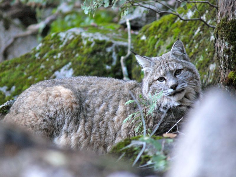 Tufts Of Fur Caught On Brush