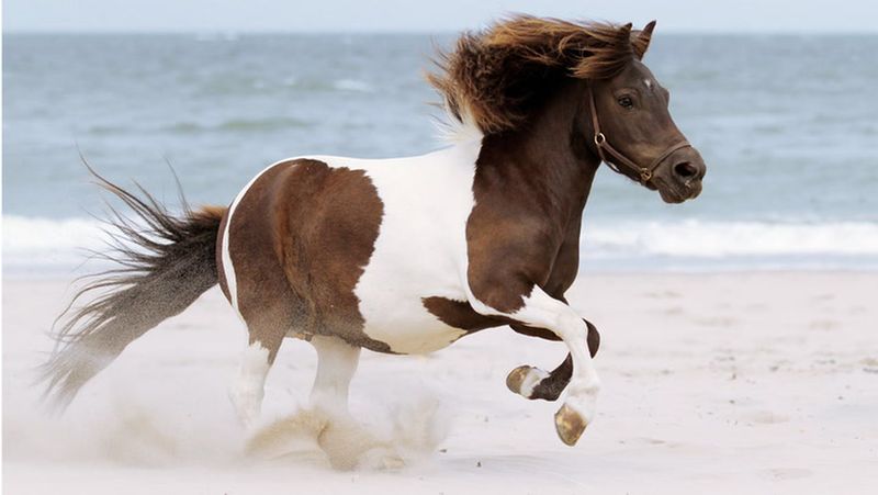 Shetland Pony: The Pocket-Sized Pal
