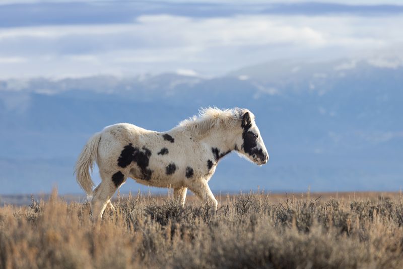 Bureau Of Land Management (BLM) Wild Horses