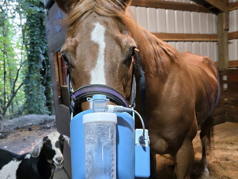 Horses With Heaves