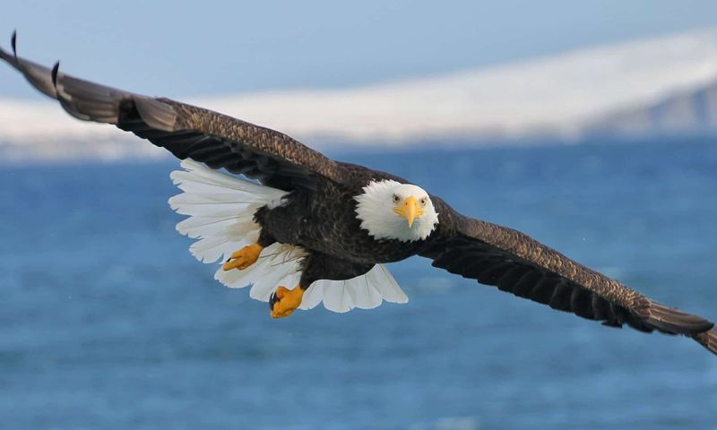 Bald Eagle