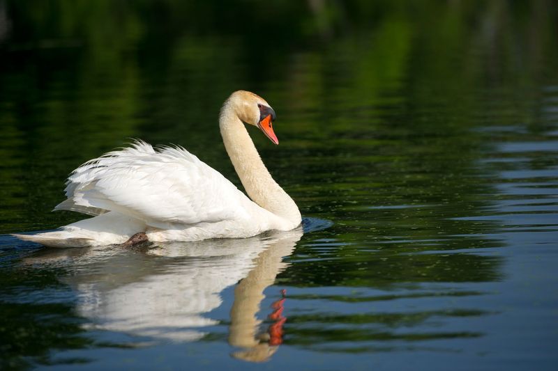 Mute Swans