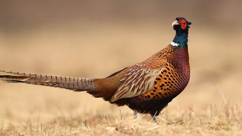 Ring-Necked Pheasant