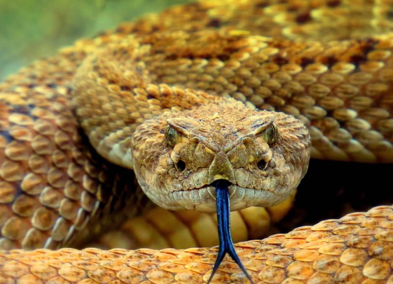 Snake Trackers Use Their Tongue