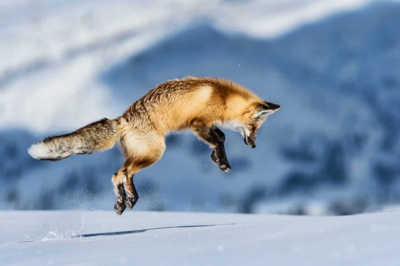 Cunning Red Foxes