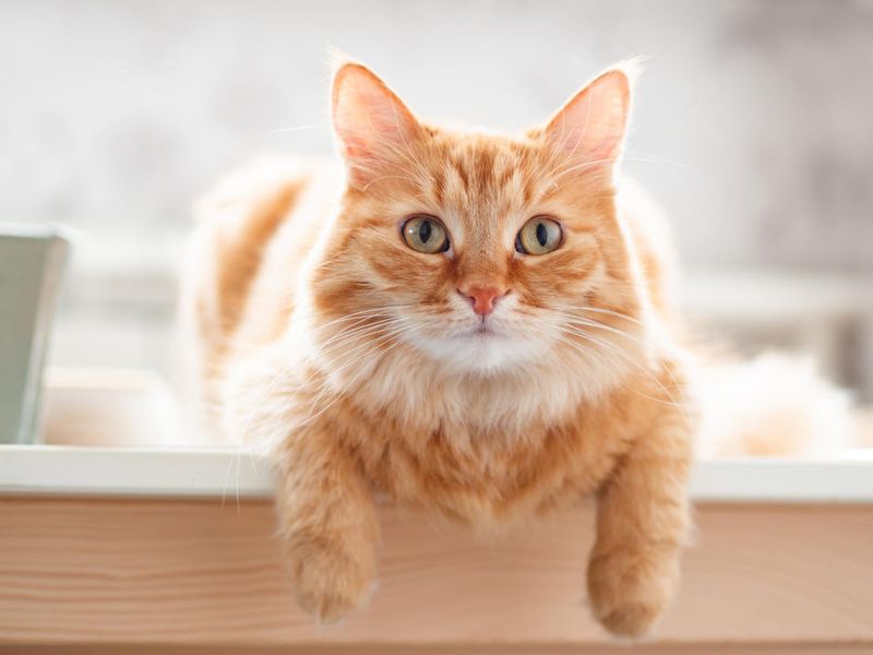 Ginger Charmers