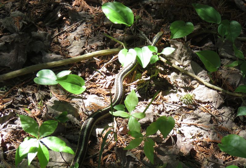 Rustling Noises In Vegetation