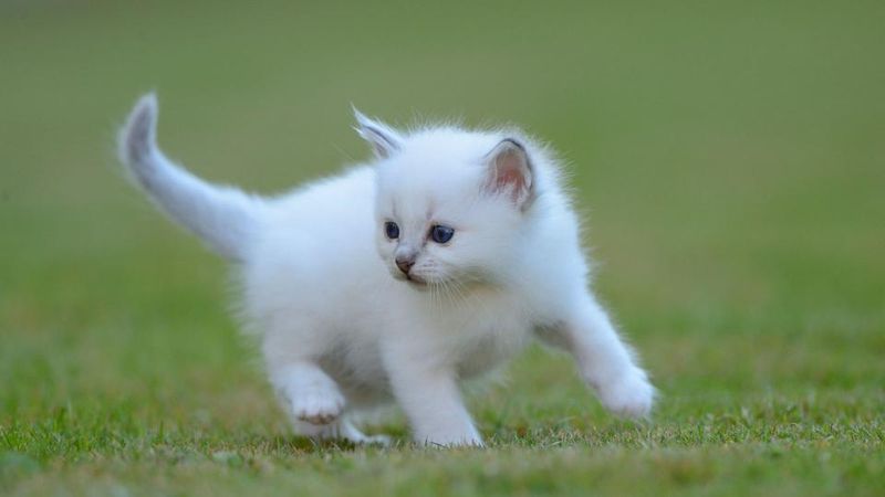 Born Pure White, Colors Develop Later