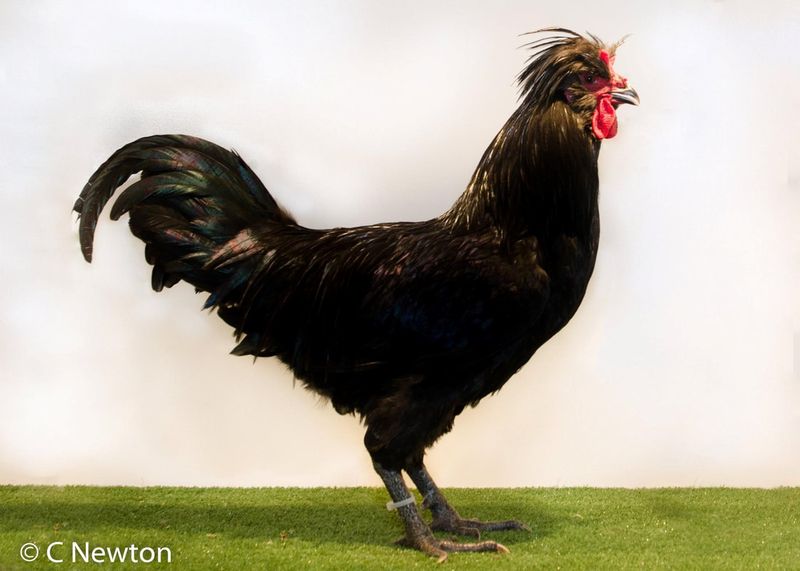 Crested Crevecoeur