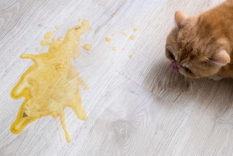 Frequent Vomiting Isn't Just Hairballs