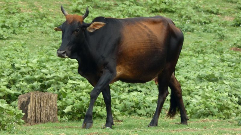 Cattle Domestication: The Neolithic Revolution
