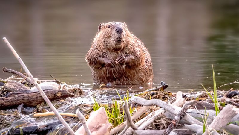 Industrious American Beaver